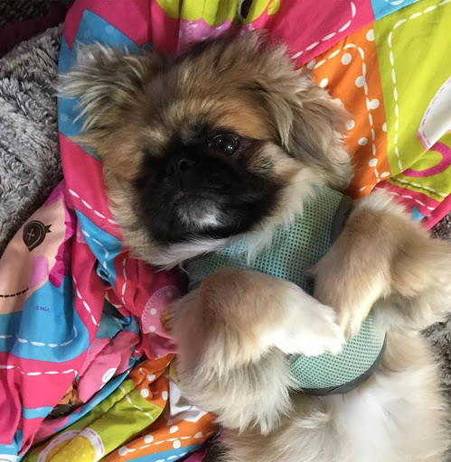 Animal Shelter «Save Thrift Shop», reviews and photos, 777 Fischer Blvd, Toms River, NJ 08753, USA