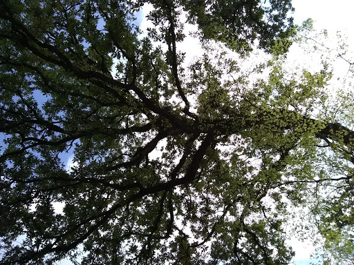 Park «Herman Brown Park», reviews and photos, 400 Mercury Dr, Houston, TX 77013, USA