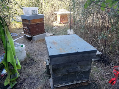 Miel, Abeilles Et Vie à Fontenay-le-Fleury