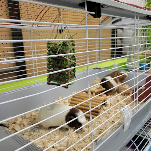 Pet Store «Coral Reef Pet Center», reviews and photos, 7723 W Lawrence Ave, Norridge, IL 60706, USA