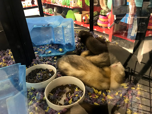 Pet Supply Store «Petco Animal Supplies», reviews and photos, 845 N Dobson Rd, Mesa, AZ 85201, USA