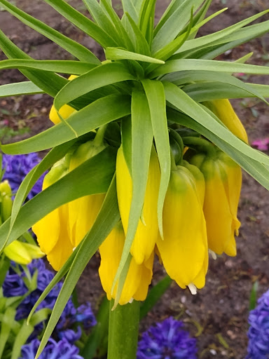 Pottery Store «De Klomp Wooden Shoe & Delftware Factory», reviews and photos, 12755 Quincy St, Holland, MI 49424, USA