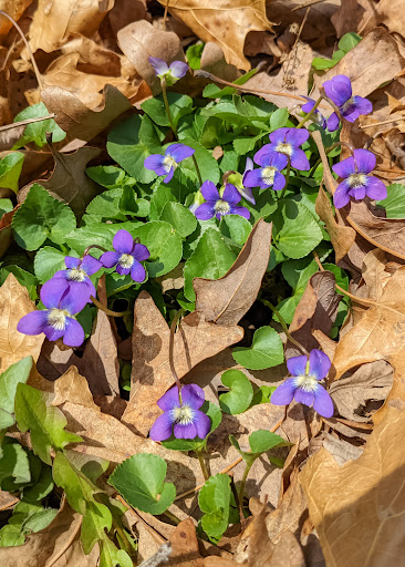 Nature Preserve «Shaw Nature Reserve», reviews and photos, 307 Pinetum Loop Rd, Gray Summit, MO 63039, USA