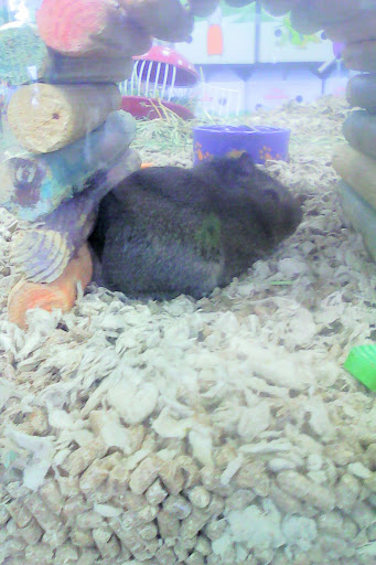 Pet Store «Kahoots Pet Store», reviews and photos, 2616 El Camino Real, Carlsbad, CA 92008, USA