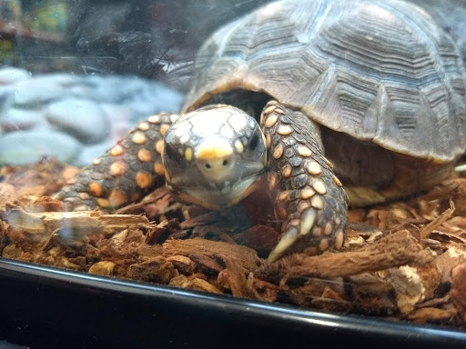 Pet Supply Store «Petco Animal Supplies», reviews and photos, 2689 Market Center Dr, Rockwall, TX 75032, USA