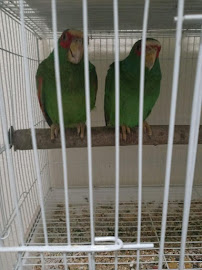 pintos pet shop - Photo 8 - Car repair in Chowchilla, CA, Merced