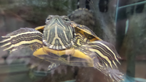 Pet Supply Store «Petco Animal Supplies», reviews and photos, 6418 S Staples St b, Corpus Christi, TX 78413, USA