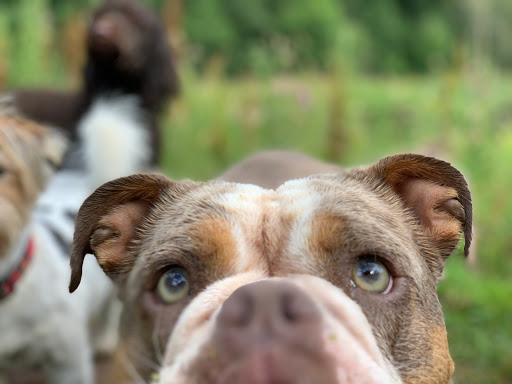 Happy Hounds Coventry Dog Walking