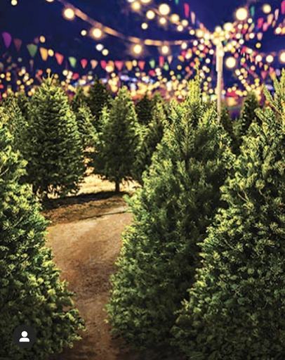 Segale Bros Lodi Christmas Trees