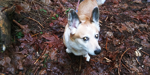 Nature Preserve «Illahee Preserve», reviews and photos, 3200 NE Riddell Rd, Bremerton, WA 98310, USA