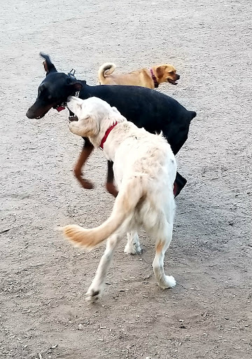Dog Park «Waterman St. Dog Park», reviews and photos, 320 Waterman St, Providence, RI 02906, USA