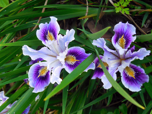 Tourist Attraction «NatureScaping Wildlife Botanical Gardens», reviews and photos, 11000 NE 149th St, Brush Prairie, WA 98606, USA