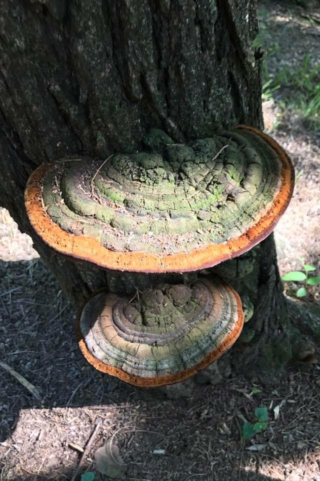 Silver Lake Farm & Gardens