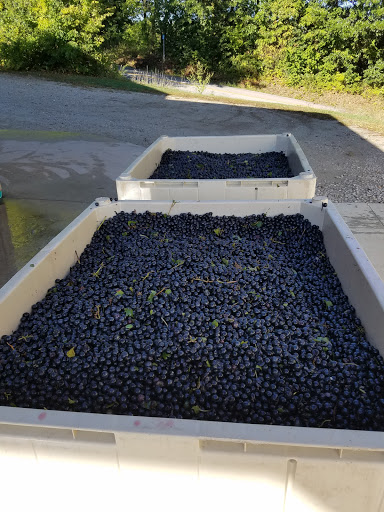 Vineyard «Noboleis Vineyards», reviews and photos, 100 Hemsath Rd, Augusta, MO 63332, USA