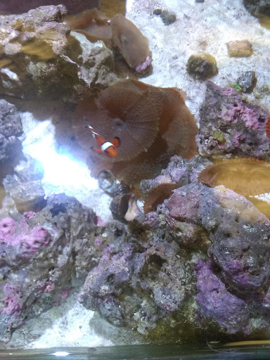 Pet Store «C C Pets», reviews and photos, 1319 Southern Hills Center, West Plains, MO 65775, USA