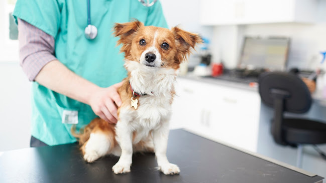 Reviews of Rogers, Brock & Barker Veterinary Surgeons - Cheadle in Stoke-on-Trent - Veterinarian
