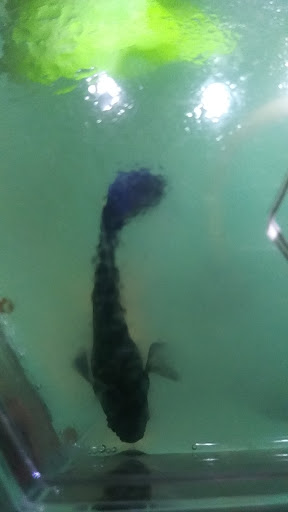 Pet Store «Slither & Swim», reviews and photos, 38 Saw Mill Rd # 16, West Haven, CT 06516, USA