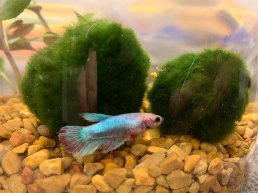 Pet Supply Store «Petco Animal Supplies», reviews and photos, 1 US-46, Totowa, NJ 07512, USA