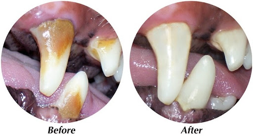 Pet Groomer «Precious Paws», reviews and photos, 221 N Marble St, Rockmart, GA 30153, USA