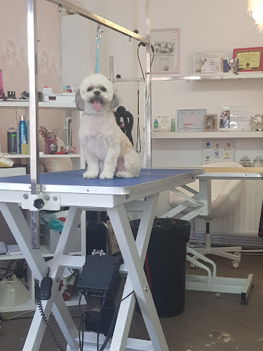 Salon Frizerie Canina Si Felina - <nil>