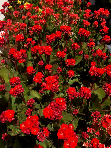 Terra Bella Nursery, Inc. image