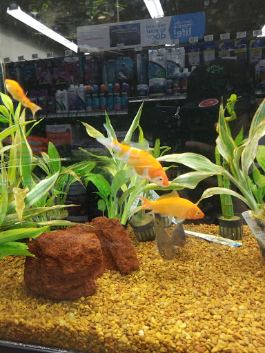 Pet Supply Store «Petco Animal Supplies», reviews and photos, 474 228th Ave NE, Sammamish, WA 98074, USA