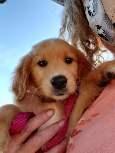 Pet Supply Store «Petco Animal Supplies», reviews and photos, 545 Ritchie Hwy, Severna Park, MD 21146, USA