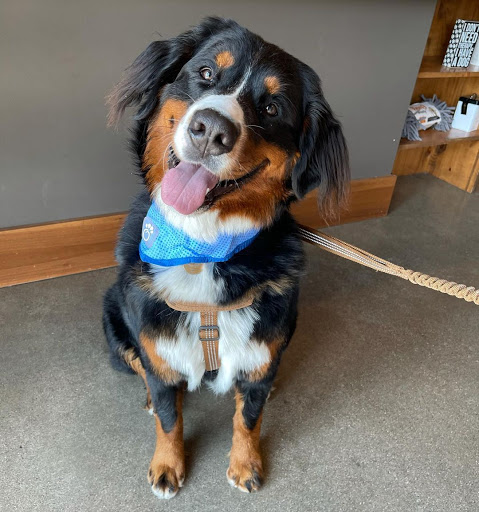 Pet Store «Shop Dog Boutique», reviews and photos, 5015 S Western Ave, Sioux Falls, SD 57108, USA