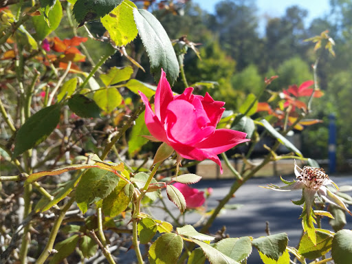 Park «Big Creek Park», reviews and photos, 1600 Old Alabama Rd, Roswell, GA 30076, USA