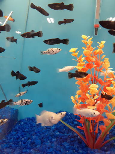 Pet Supply Store «PetSmart», reviews and photos, 1183 Berkshire Blvd, Wyomissing, PA 19610, USA