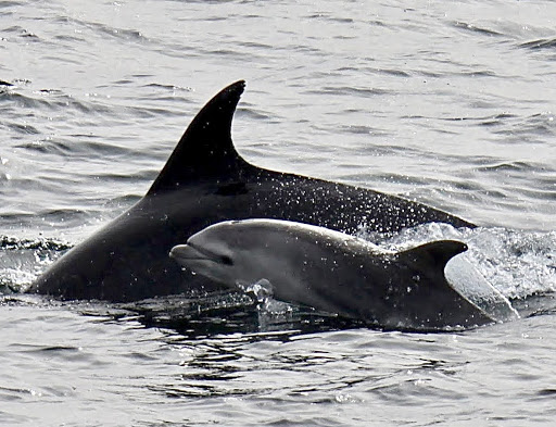 Whale Watching Tour Agency «Bar Harbor Whale Watch Co», reviews and photos, 1 West St, Bar Harbor, ME 04609, USA
