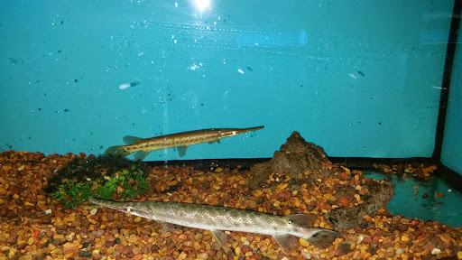 Hardware Store «Harbor Freight Tools», reviews and photos, 2856 Dekalb Pike, Norristown, PA 19401, USA