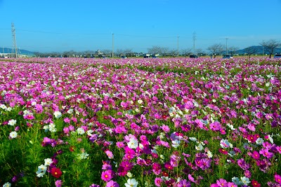 野田町コスモス畑