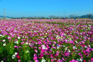 Noda-cho Cosmos Flower Field image