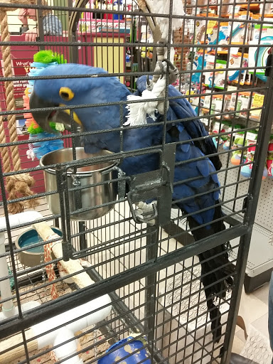 Pet Store «Petland Las Vegas», reviews and photos, 8800 W Charleston Blvd #3, Las Vegas, NV 89145, USA