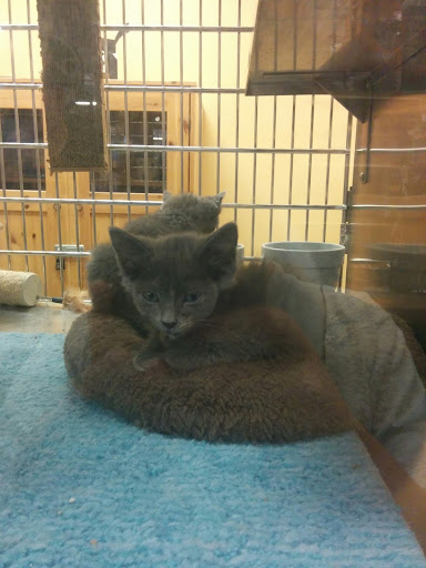 Pet Supply Store «PetSmart», reviews and photos, 4794 Jimmy Lee Smith Pkwy #108, Hiram, GA 30141, USA