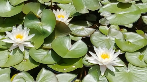 Art Museum «Virginia Museum of Fine Arts», reviews and photos, 200 N Blvd, Richmond, VA 23220, USA