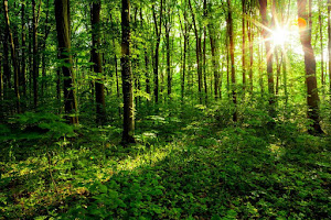 "Enchanted Forest" Online Wellness Centre in Ireland