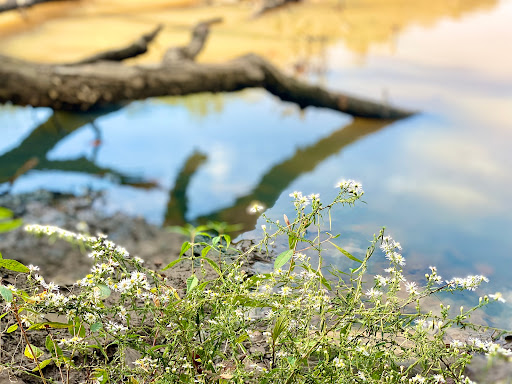 Hiking Area «Gold Branch Trail», reviews and photos, 6156 Lower Roswell Rd, Marietta, GA 30068, USA