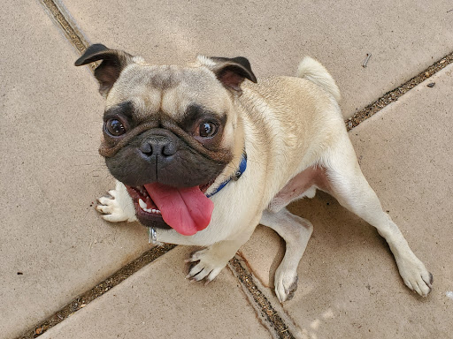 Pet Supply Store «PetSmart», reviews and photos, 7290 W Bell Rd, Glendale, AZ 85308, USA