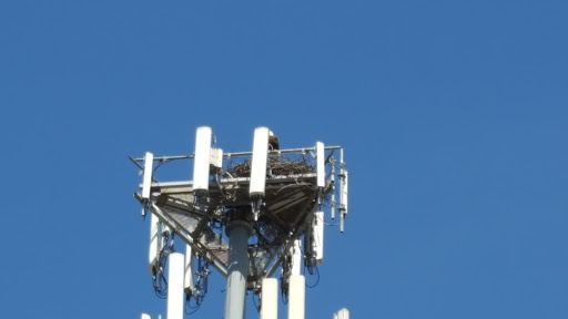 Auto Body Shop «Ellmore Auto Collision», reviews and photos, 4921 Governor Printz Blvd, Wilmington, DE 19809, USA