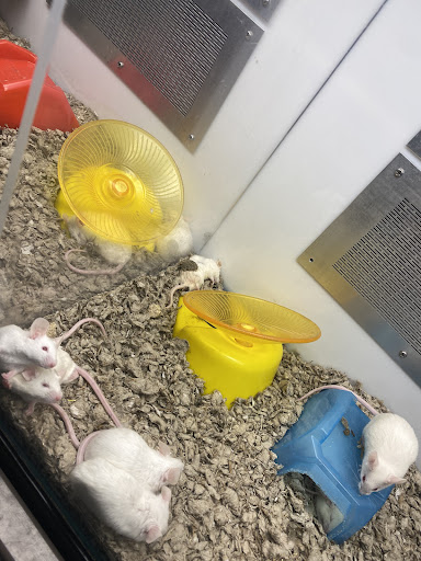 Pet Supply Store «Petco Animal Supplies», reviews and photos, 1150 Concord Ave #160, Concord, CA 94520, USA