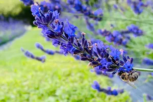 Lavender Garden image