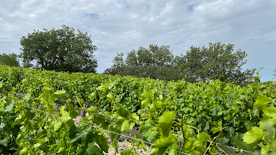 Domaine la Bouscatière à Gigondas