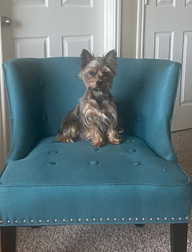 Pet Supply Store «Woof Woof Puppies & Boutique», reviews and photos, 29555 Northwestern Hwy, Southfield, MI 48034, USA