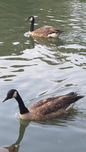 Park «Bowne Park», reviews and photos, 156-17 29th Ave, Flushing, NY 11354, USA