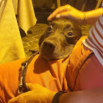 Photo n°6 de l'avis de Jacek. fait le 15/09/2022 à 18:03 sur le  Ristorante La Fenice à Vesio