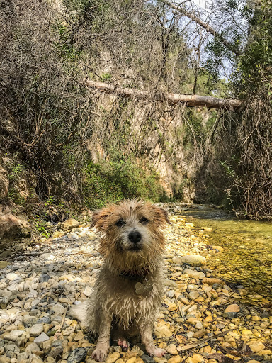 Clínica Veterinaria Nerja en Nerja