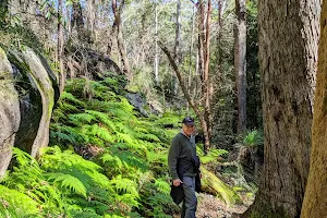 Sheldon Forest Walking Track image