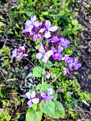 Nature Preserve «Glendale Shoals Preserve», reviews and photos, Emma Cudd Rd, Spartanburg, SC 29302, USA